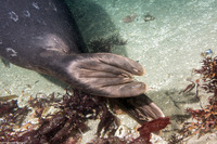 Phoca vitulina (Harbor Seal)