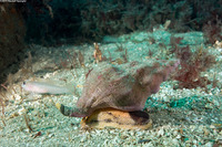 Kelletia kelletii (Kellet's Whelk)
