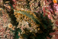 Crassadoma gigantea (Rock Scallop)