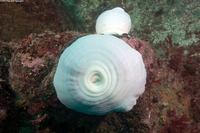 Metridium farcimen (White-Plumed Anemone)