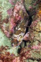 Sebastes caurinus (Copper Rockfish)