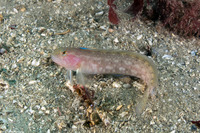 Rathbunella alleni (Stripefin Ronquil)