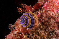 Calliostoma ligatum (Blue Top Snail)