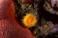 Balanophyllia elegans (Orange Cup Coral)