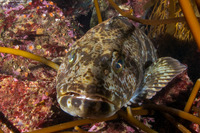 Ophiodon elongatus (Lingcod)