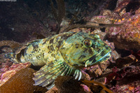 Scorpaenichthys marmoratus (Cabezon)