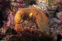 Apostichopus parvimensis (Warty Sea Cucumber)