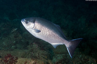 Medialuna californiensis (Halfmoon)