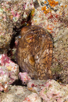 Octopus cyanea (Day Octopus)