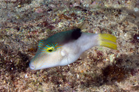 Canthigaster epilampra (Lantern Toby)