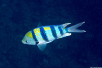 Abudefduf vaigiensis (Indo-Pacific Sergeant)