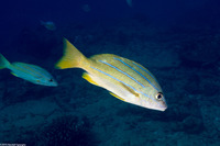 Lutjanus kasmira (Bluestripe Snapper)