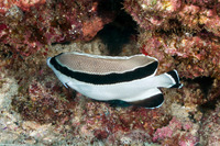 Apolemichthys arcuatus (Bandit Angelfish)
