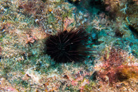 Echinostrephus aciculatus (Needle-Spined Urchin)