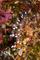 Coryphellina exoptata (Desirable Flabellina)