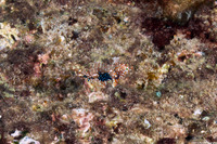 Macropharyngodon geoffroy (Shortnose Wrasse)