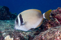 Acanthurus leucopareius (Whitebar Surgeonfish)