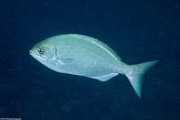 Kyphosus sandwicensis (Gray Chub)