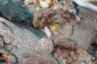 Conus pulicarius (Flea Cone)