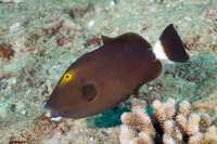 Sufflamen fraenatum (Bridled Triggerfish)