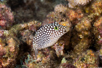 Canthigaster jactator (Hawaiian Whitespotted Toby)
