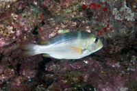 Monotaxis grandoculis (Humpnose Bigeye Bream)