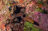 Gymnothorax melatremus (Dwarf Moray)