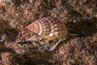 Nassarius papillosus (Pimpled Basket)