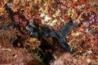 Chondrosia chucalla (Meandering Sponge)