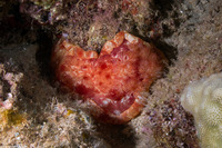 Hexabranchus sandwichensis (Hawaiian Spanish Dancer)