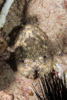 Parribacus antarcticus (Sculptured Slipper Lobster)