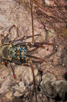 Panulirus penicillatus (Pronghorn Spiny Lobster)
