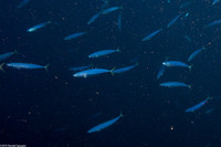 Decapterus macarellus (Mackerel Scad)