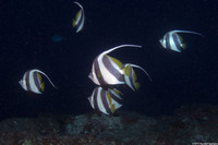 Heniochus diphreutes (Schooling Bannerfish)