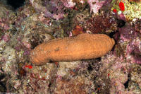 Actinopyga obesa (Plump Sea Cucumber)