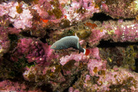 Anampses chrysocephalus (Psychedelic Wrasse)