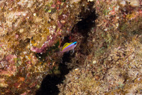 Chromis ovalis (Oval Chromis)