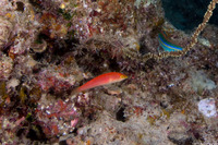 Pseudojuloides cerasinus (Pencil Wrasse)