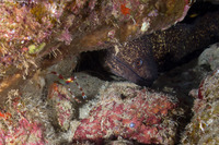 Stenopus hispidus (Banded Coral Shrimp)