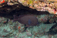 Chromis verater (Threespot Chromis)