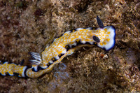 Hypselodoris imperialis (Imperial Nudibranch)