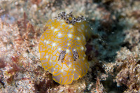 Halgerda terramtuentis (Gold Lace Nudibranch)