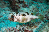 Diodon holocanthus (Longspine Porcupinefish)