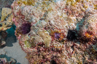 Echinostrephus aciculatus (Needle-Spined Urchin)