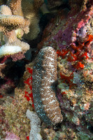 Actinopyga mauritiana (White-Spotted Sea Cucumber)