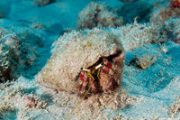 Dardanus sanguinocarpus (Bloody Hermit Crab)