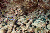 Chromis ovalis (Oval Chromis)
