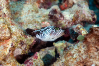 Canthigaster jactator (Hawaiian Whitespotted Toby)