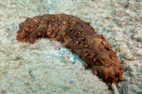 Stichopus sp.1 (Hawaiian Spiky Sea Cucumber)