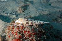 Terebra maculata (Marlinspike Auger)